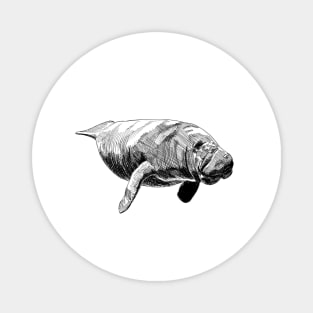 Manatee Ink Drawing Magnet